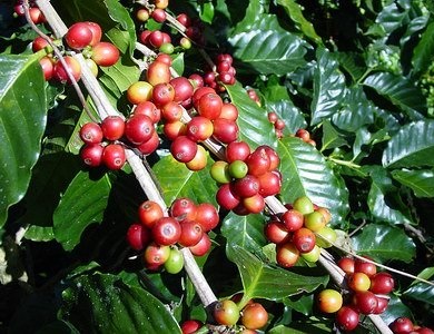 Coffea canephora plant robusta coffee all you need to know