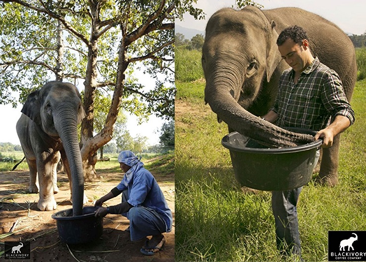 coffee beans animal (elephant) eats poops out