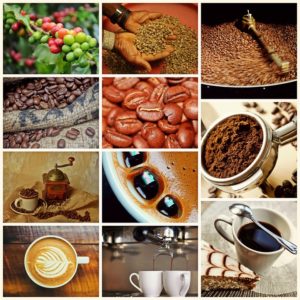 all stages in the life of coffee beans planting, growing, harvesting, roasting, grinding and making