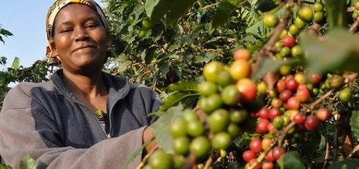 kenyan coffee brands beans prices