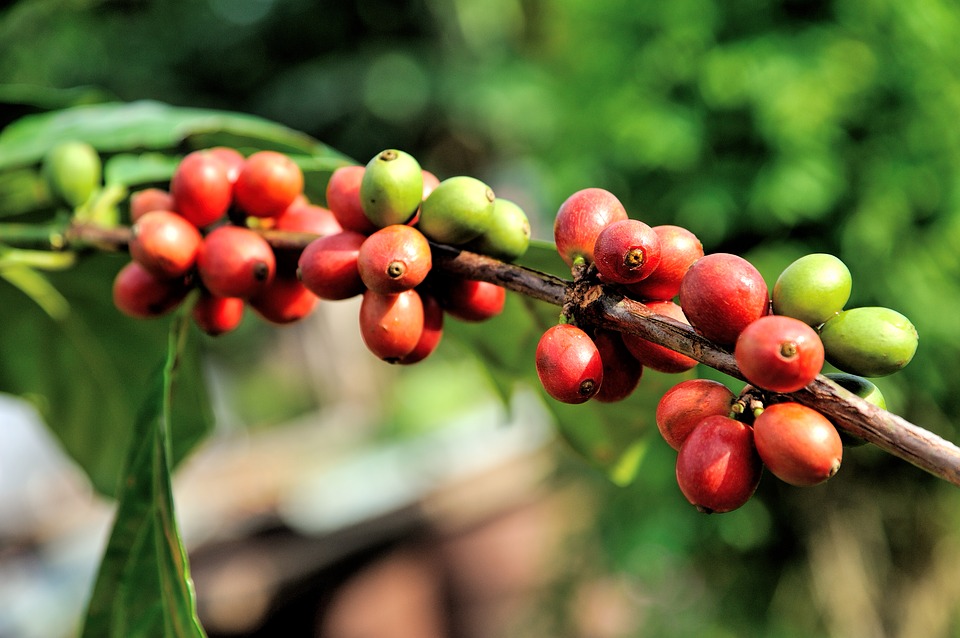 how to grow a coffee cherry tree